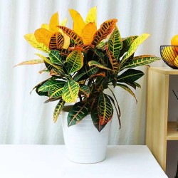 武漢室內盆景花卉出租室外苗木出租，商場綠植出租單位苗木養護